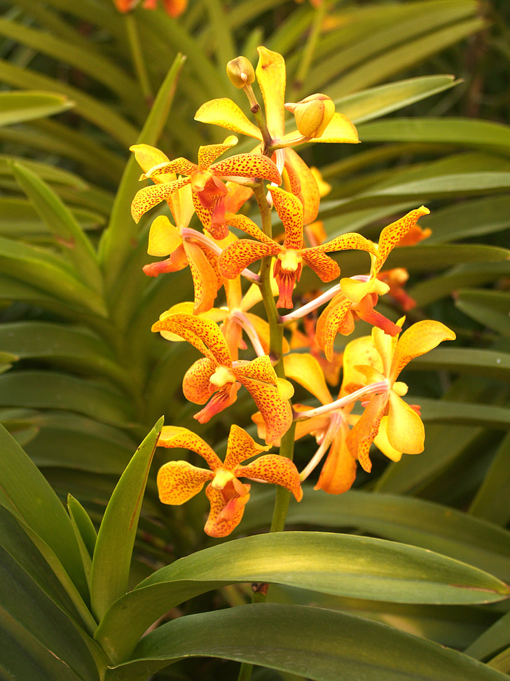 Orkide, çiçek, parlak, Menekşe, Flora, büyüme, Dekorasyon