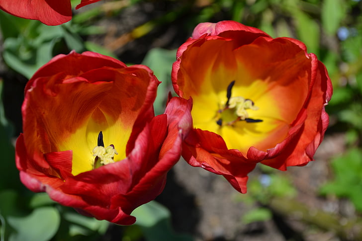 tulips, red, yellow, flowers, nature, flower, plant