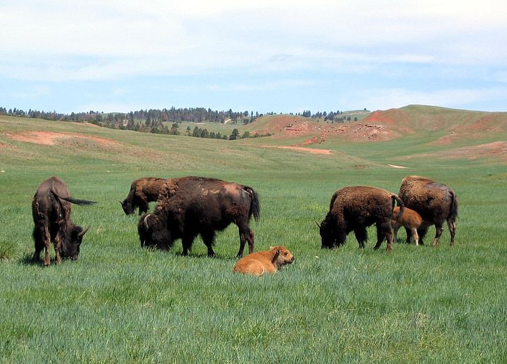 Bison, Buffalo, besætning, amerikansk, dyr, pattedyr, Panorama