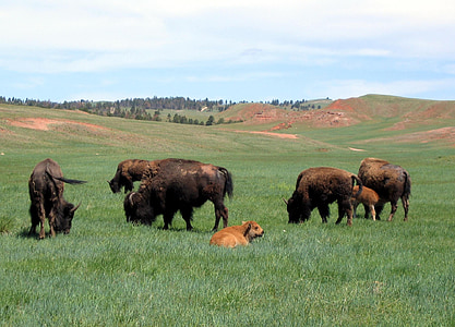 Bison, Buffalo, flokk, amerikanske, dyr, pattedyr, Panorama
