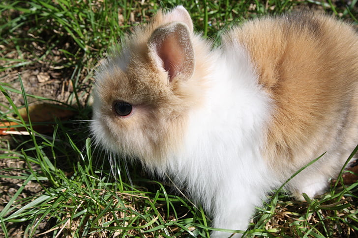 карлик кролик, кролик, заєць, заєць, Симпатичний, сад, літо