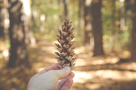 selective, focus, photography, person, holding, pinecone, nature