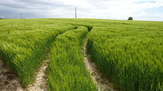 verde, pistas sinuosas, campo de trigo, campo