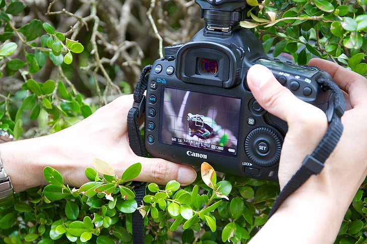 cámara, Canon, réflex digital, rana, manos, hojas, fotógrafo