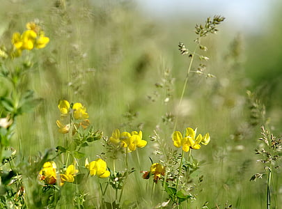 flowers, minor, meadow, scrubs, macro, blur, grass