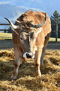 Bull, animal, ferme, cors, ruminant, photographie de la faune, monde animal