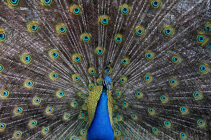 animal, bird, feathers, pattern, peacock, feather, nature