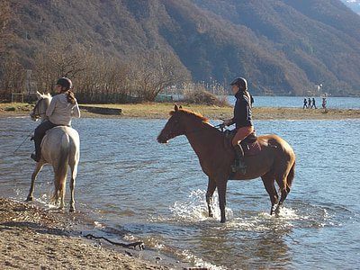 cavalos, Lago, Lugano, água, natureza