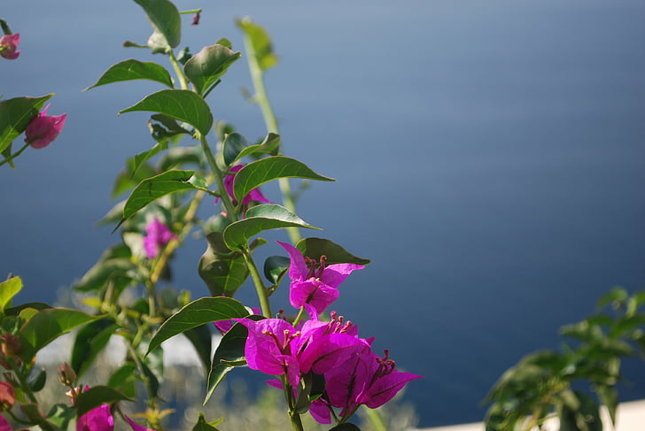 Positano, Laut Mediterania, Pantai Amalfi, menghadap ke, Juni, Italia