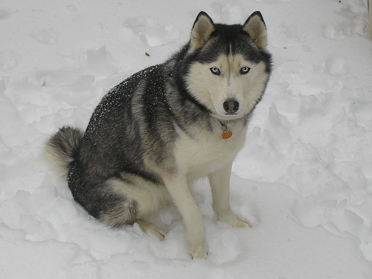 Husky, hripav sneg, pozimi, pes, sani dog, sneg, Hišni ljubljenčki