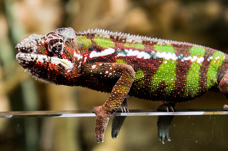 chameleon, red, green, nature, scale