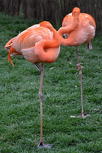 Flamingo, hewan, burung, merah muda, kaki, alam, satwa liar