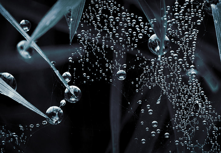 droplets, macro, web, nature, madagascar, dew