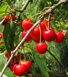 summer, cherries, red, fruit, branch, bing, cherry harvest