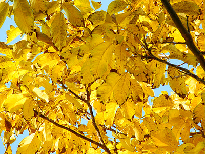 träd, kronan, gul, lövverk, naturen, hösten, grenar