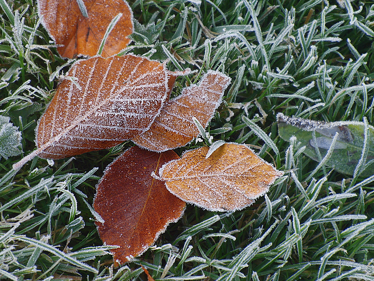 hojas de haya, invierno, congelados, Frost, escarcha