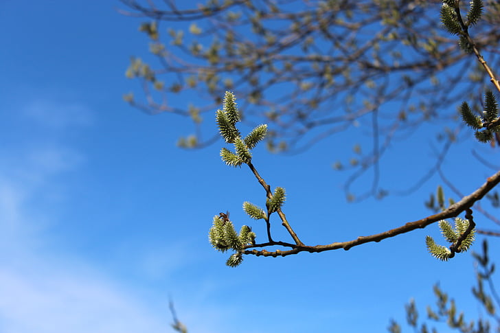 natura, primavera, albero, Bud, ramo, tempo di primavera, blu