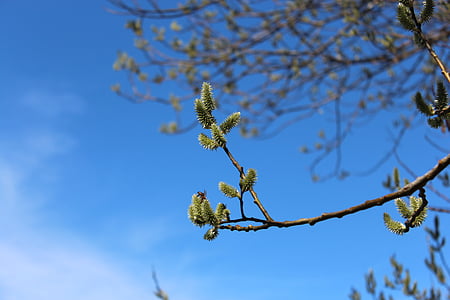 naturaleza, primavera, árbol, Bud, rama, primavera, azul