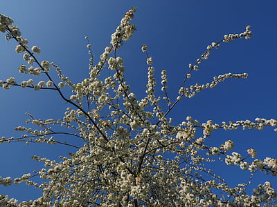 桜の花, ホワイト, チェリー, 春, ブロッサム, ブルーム, 白い花