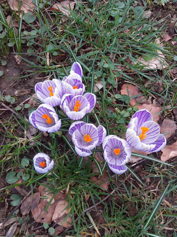 crocus, spring, flowers, purple, nature, early bloomer