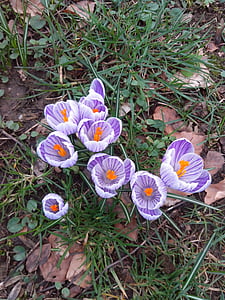 Crocus, mùa xuân, Hoa, màu tím, Thiên nhiên, bloomer đầu