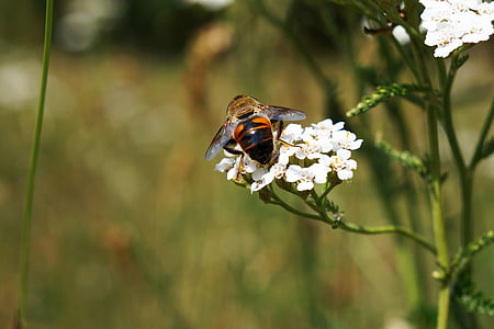 bee, flower, nature, insect, blossom, bloom, plant