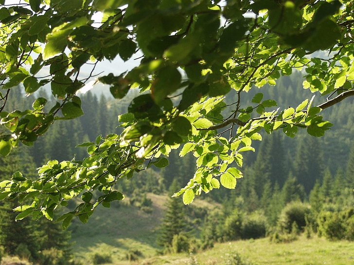 bosc, arbre, natura, Banc, verd, les pastures, l'estiu