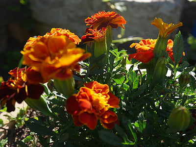 Blume, Orange, Floral, Grün, Blüte, Sommer, Garten