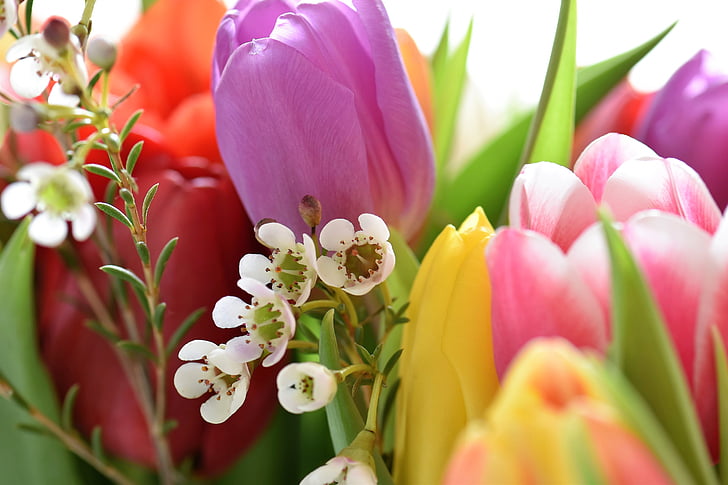 Tulpen, Strauss, bloemen, boeket, Tulip boeket, federale overheid, kleurrijke