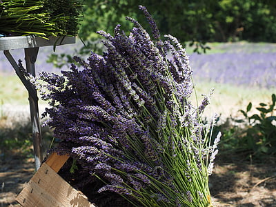 lavender, tufts, sale, blue, bouquet, posy, bound