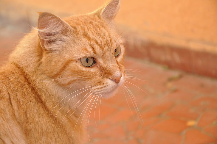 con mèo, màu da cam, vật nuôi