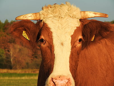 Wołowina, bydła Simentalskiego, zwierzęta gospodarskie, krowa