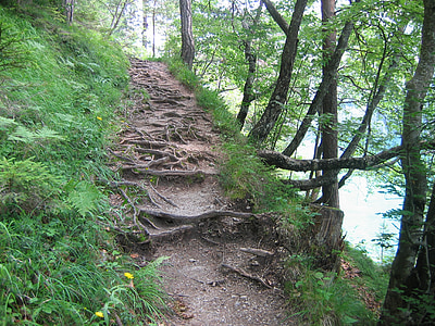 migratory path, trail, forest path, path, root path, austria, lake weissensee