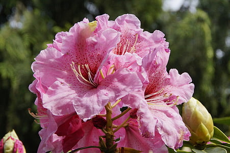 Rhododendron, rozā, ziedi, Bloom, aizveriet, daba, puķe
