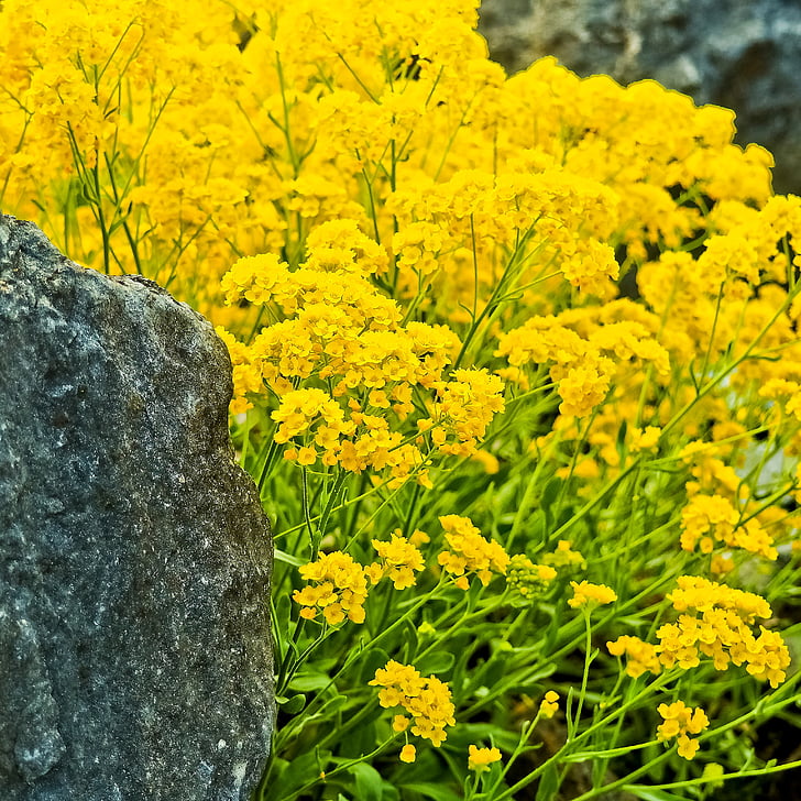 Rock sten karse, sten karse, plante, bunddække, lille, blomster, natur
