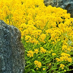 cress Pierre roche, Pierre Cresson, plante, couvre-sol, minuscule, fleurs, nature
