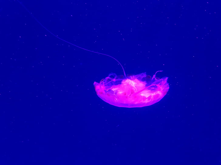 sea world, jellyfish, purple, underwater, sea, animal, nature