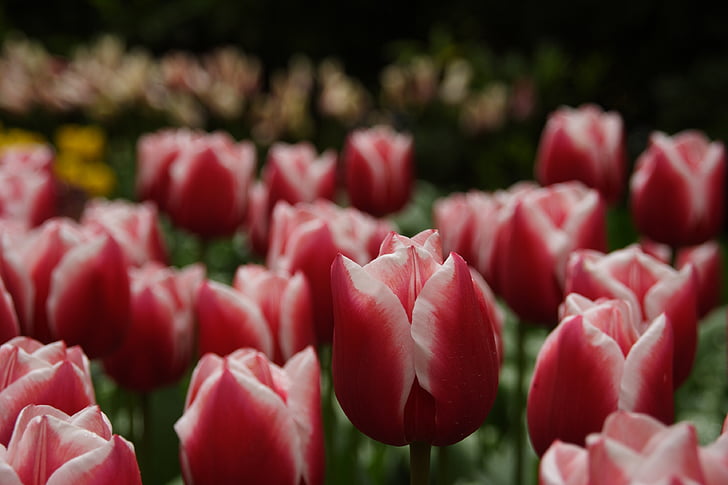 Tulipa, flor