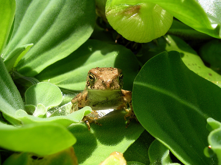 toad, reptile, wildlife, green, sitting, water lettuce, pond