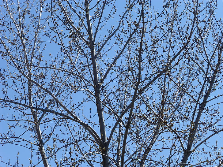 pohon, pertumbuhan, cabang, langit, jelas, biru, kayu