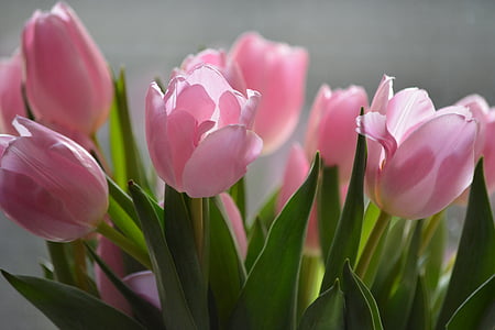 nature, flowers, tulips, blossom, bloom