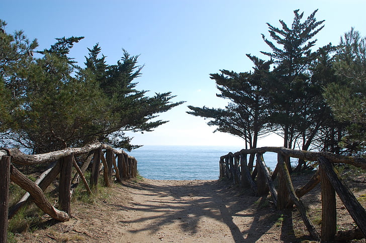 природата, море, пътека, дърво, плаж, брегова линия