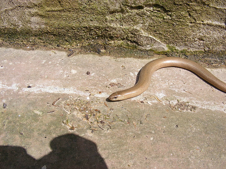 snake, slow worm, reptile, nature, animal