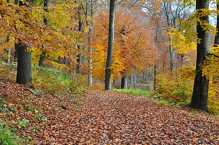 jesenného lesa, jeseň, Forest