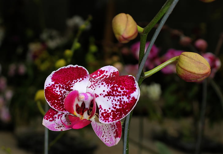 Orchid, bordowy, roślina, kwiat, Natura, na zewnątrz, kolor różowy