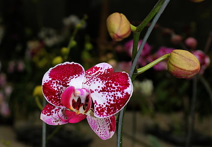 Orkide, kestane rengi, bitki, çiçek, doğa, açık havada, pembe renk