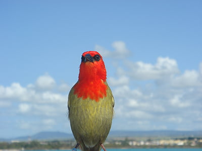 bird, mauritius, nature, animal, wildlife, red, sky