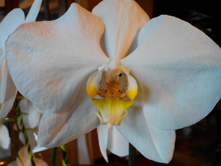 blomma, Orchid, vit