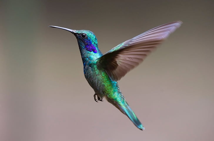 Hummingbird, fågel, seglarfåglar, fluga, fjädra klänningen, färgglada, skimrande