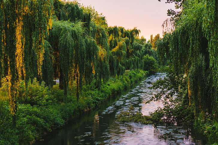 foresta, natura, fiume, alberi, acqua, legno, albero